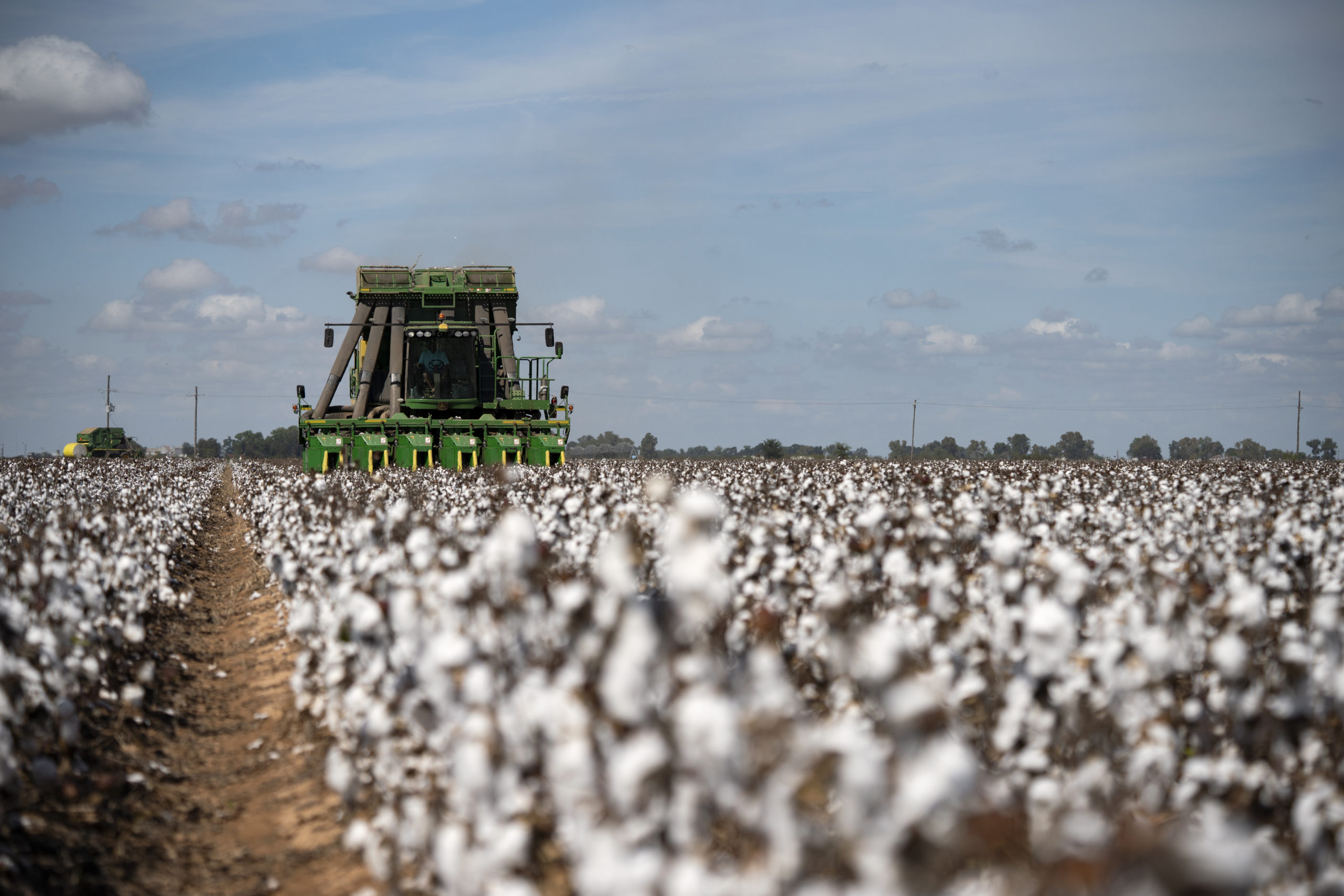 Combine harvesting cotton