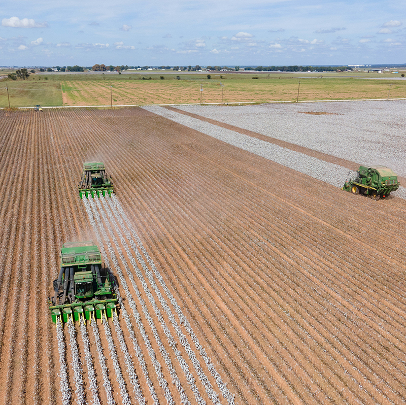 Large green combine harvesters harvesting a field with hundreds of rows of crops