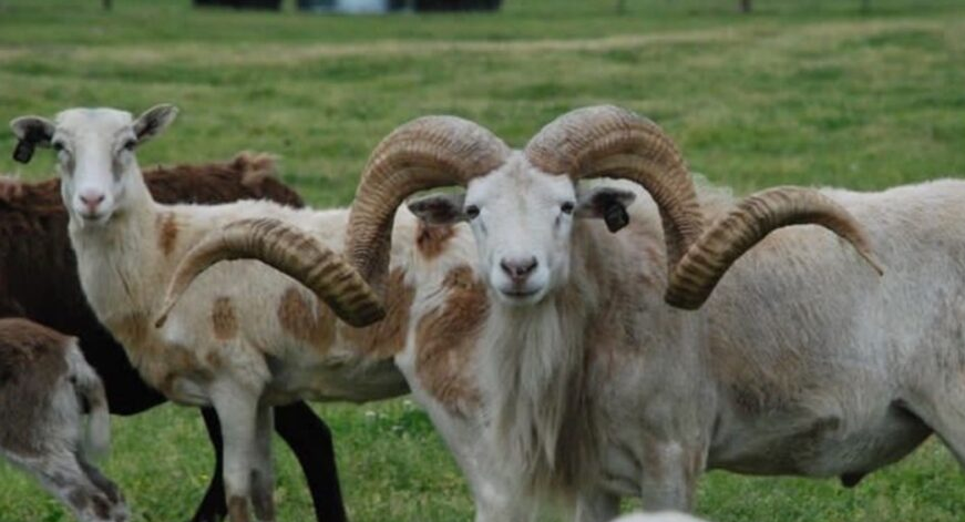 horn sheep in pasture