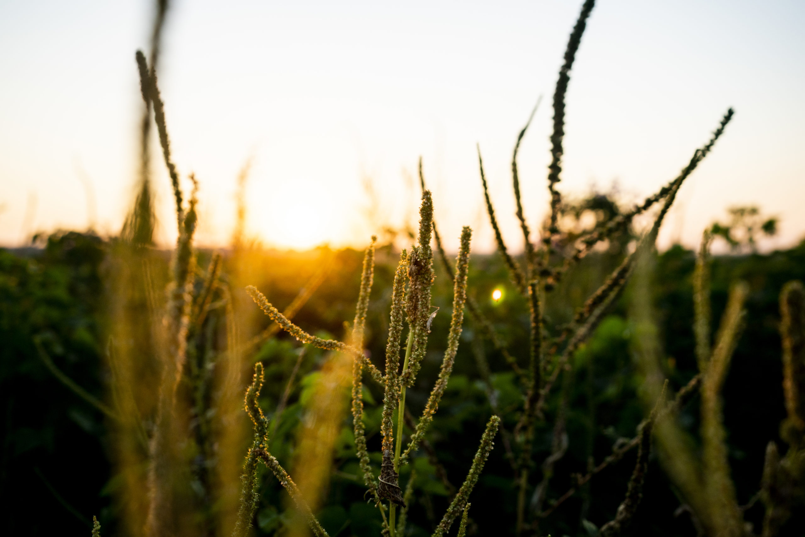 Close up shot of greenery