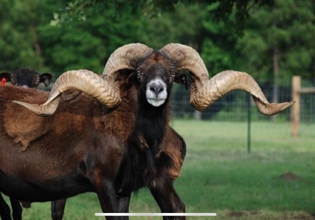trophy horn sheep