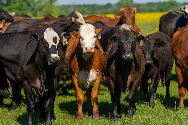 A herd of cows
